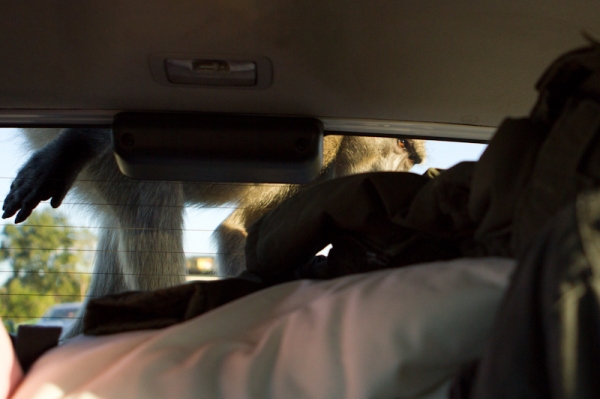 Um dos 3 babuínos que subiram no carro no Kruger Park, África do Sul! Medo mas bom d+!!!