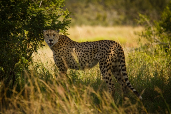 Cheetah no Kruger Park, África do Sul